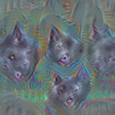 n02104029 kuvasz